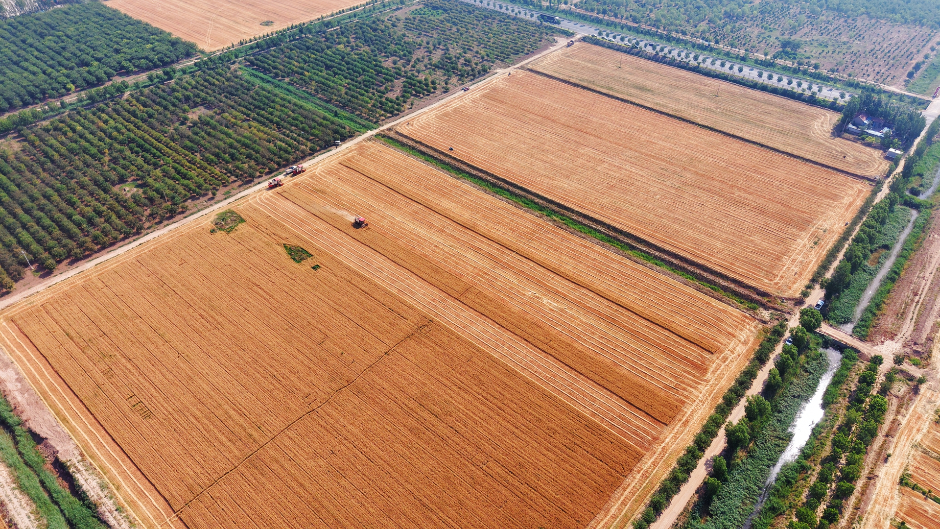 博華麥?zhǔn)諘?huì)戰(zhàn)告捷，上下同心力保夏糧顆粒歸倉(cāng)